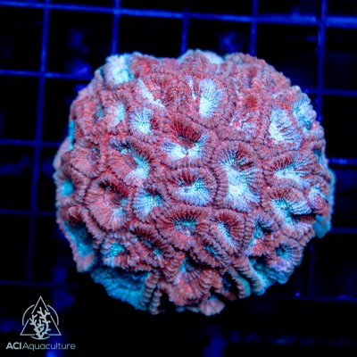 Photo of Mother Colonies.