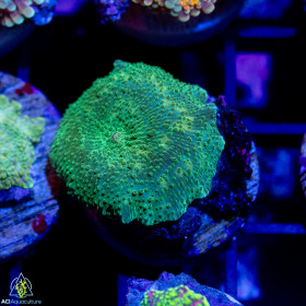 Discosoma - Green Mushrooms-PER POLYP (Single)
