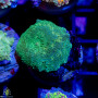 Discosoma - Green Mushrooms-PER POLYP (Single)