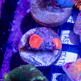 Discosoma - Super Red Mushrooms-PER POLYP (Single)