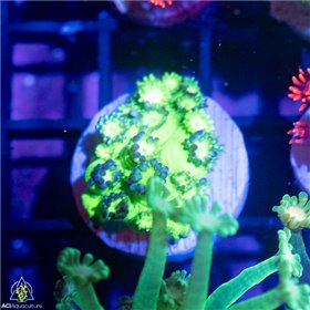 CN-9441