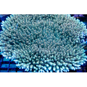 Mother Colony ACI Cultured Teal Spire_Acropora hyacinthus