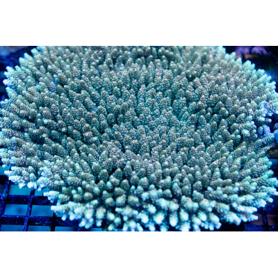 Mother Colony ACI Cultured Teal Spire_Acropora hyacinthus