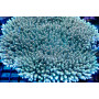 Mother Colony ACI Cultured Teal Spire_Acropora hyacinthus