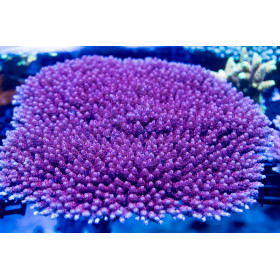 Mother Colony ACI Cultured Superman_Acropora hyacinthus