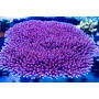 Mother Colony ACI Cultured Superman_Acropora hyacinthus