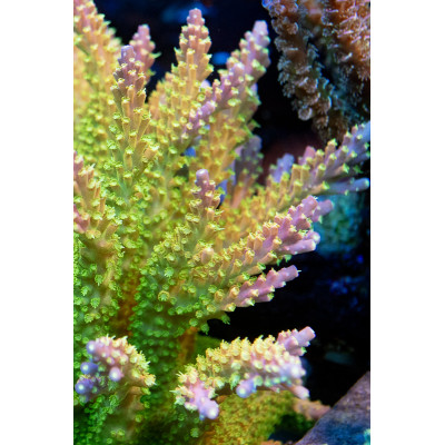 ACI Rainbow Prism Acropora sp.