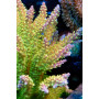 ACI Rainbow Prism Acropora sp.