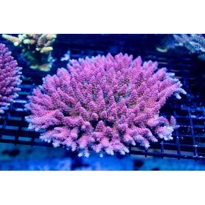ACI Princess Peach Acropora