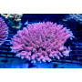 ACI Princess Peach Acropora