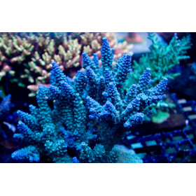 ACI Hardline Acropora hoeksemai “Jake's Hardline Hoeki"