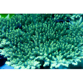 ACI Lemon-Lime Acropora - tabling