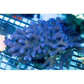 ACI Royal Indigo Stylophora