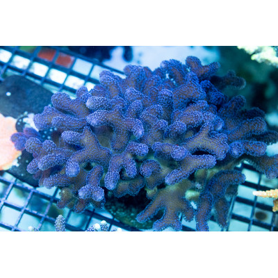 ACI Royal Indigo Stylophora