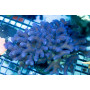 ACI Royal Indigo Stylophora