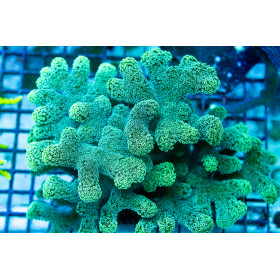 ACI Neon Jade Stylophora