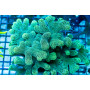 ACI Neon Jade Stylophora
