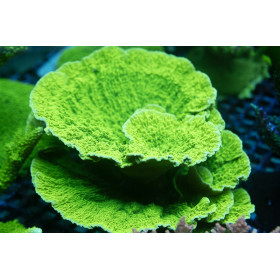 ACI Sanjay's Montipora