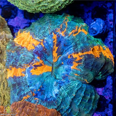 CO-4585