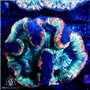 CP-348