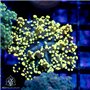 CP-156