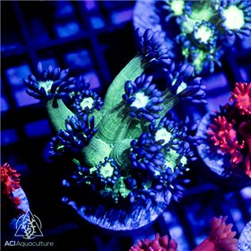 CP-246
