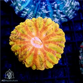 CP-341