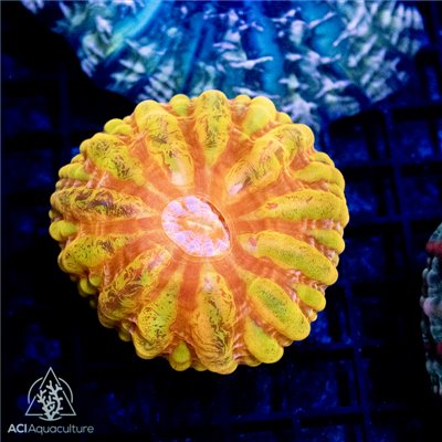 CP-341