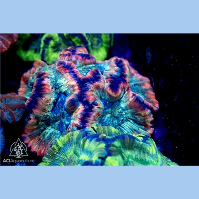 CP-377