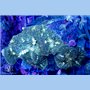 CR-1175