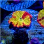 CS-6341