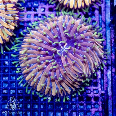 CR-1355