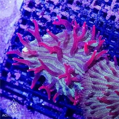 CR-1363