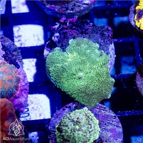 CR-1379