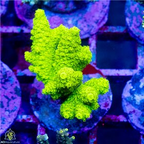 CR-1557