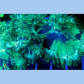 CR-1731