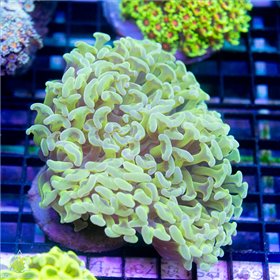 CR-2057