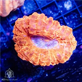 CR-1024