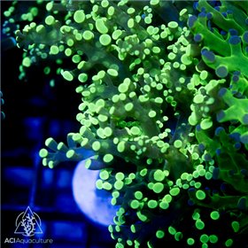 CR-1310