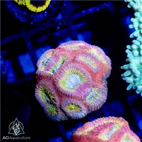 CR-1388