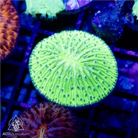 CR-1440