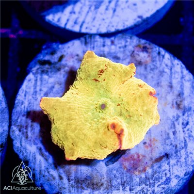 CR-1450