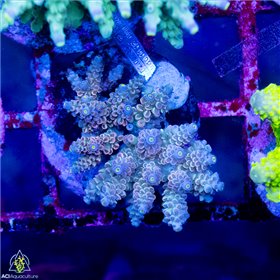CR-1544
