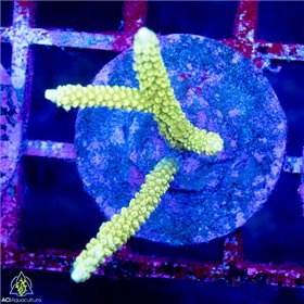 CR-1554
