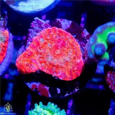 Echinophyllia sp. - Assorted Chalice Ultra
