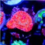 Echinophyllia sp. - Assorted Chalice Ultra