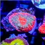 Echinophyllia sp. - Assorted Chalice Ultra