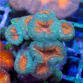 CR-1846