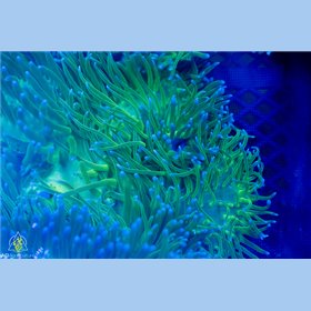 CR-1906