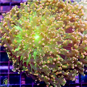 CR-2048